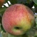 Peasgood's Nonsuch: Laura@butterfurlong.co.uk 