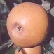 Rosemary Russet: Alice@butterfurlong.co.uk