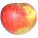 Kidd's Orange Red: Charlie@butterfurlong.co.uk